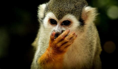 Unleashing the magic-loving side of monkeys: studying their reactions